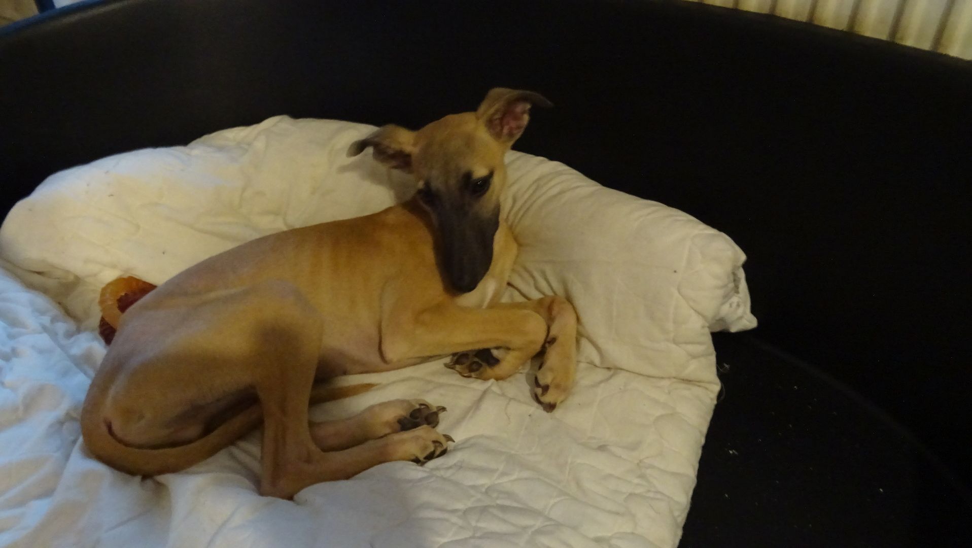 1 wunderschöner Whippet Welpe 1 wunderschöner Whippet Welpe