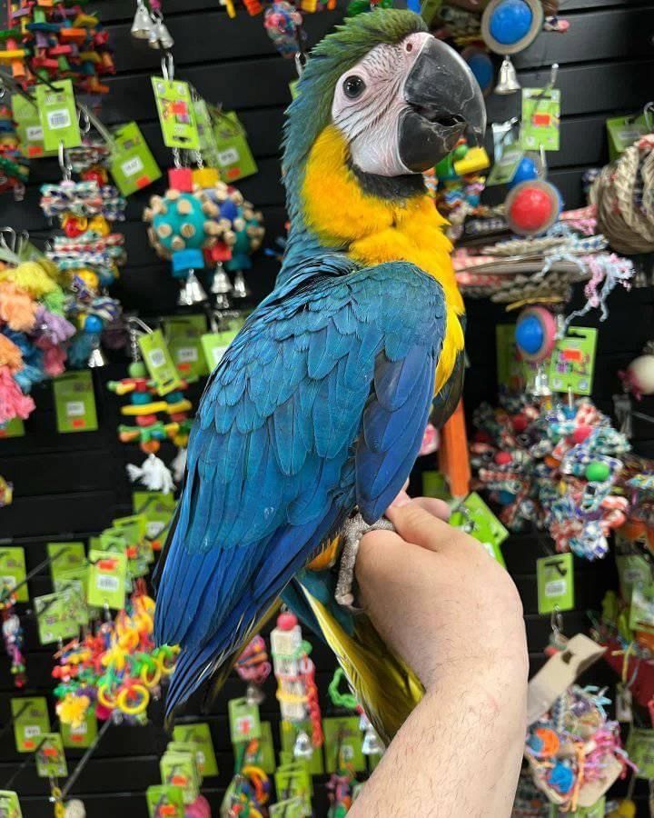 Geregistreerde papegaaien en eieren met vergunning en gezondheidsgarantie.