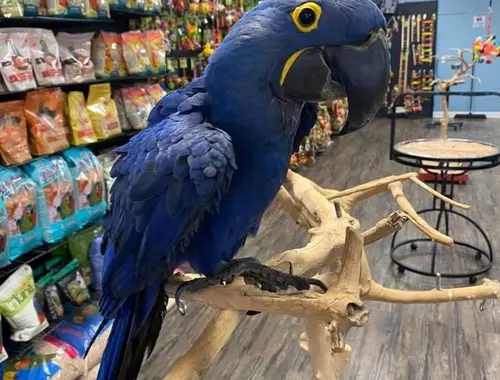 Papageien zu verkaufen.