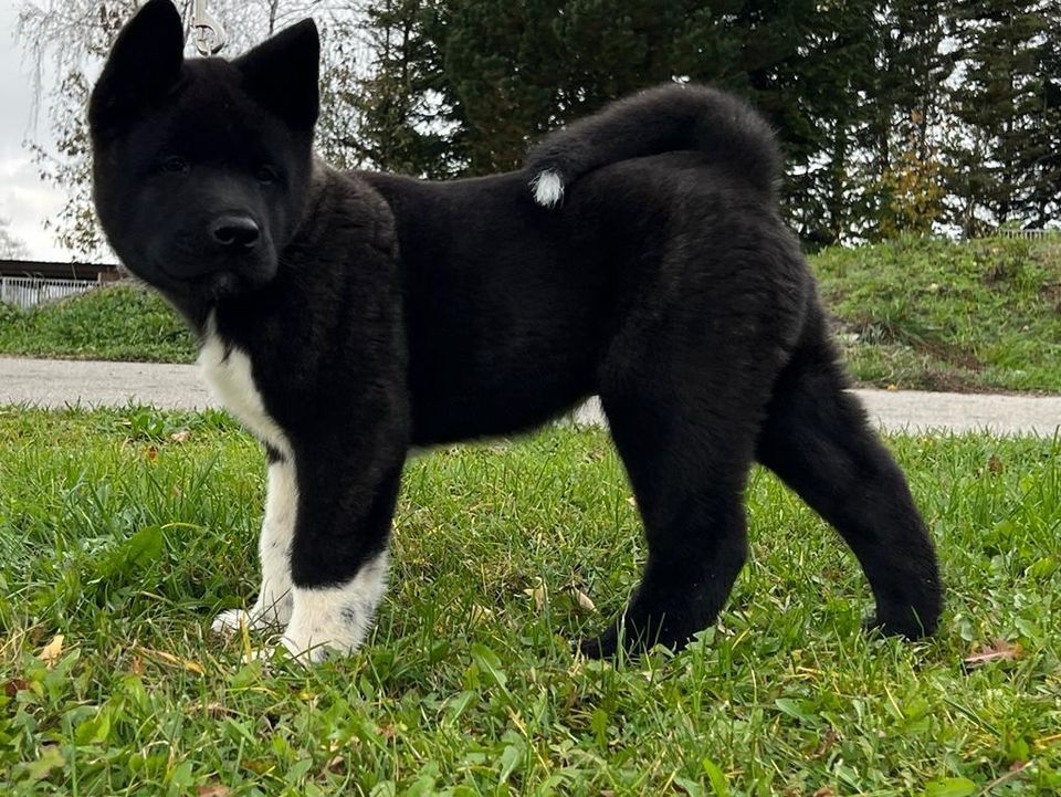 Amerikanische Akita 
