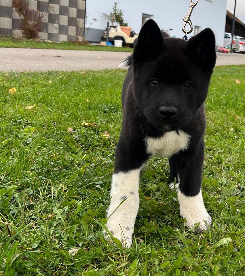 Amerikanische Akita 