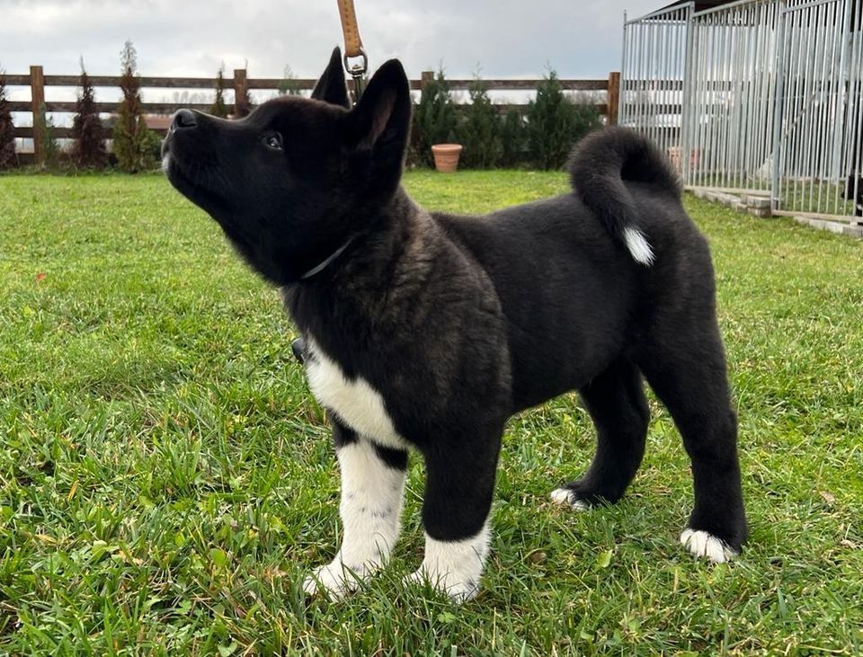 Amerikanische Akita 