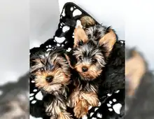 Yorkshire Terrier Welpen