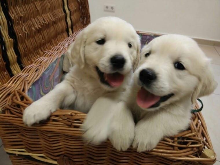 Wunderschöne Golden Retriever Welpen