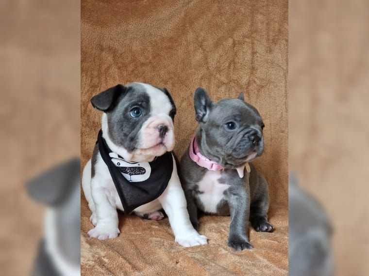 Französische Bulldoggenwelpen zu Weihnachten Französische Bulldoggenwelpen zu Weihnachten
