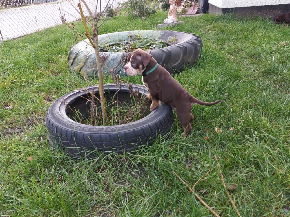 Old Englisch Bulldogen