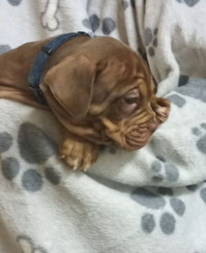 Old Englisch Bulldogen