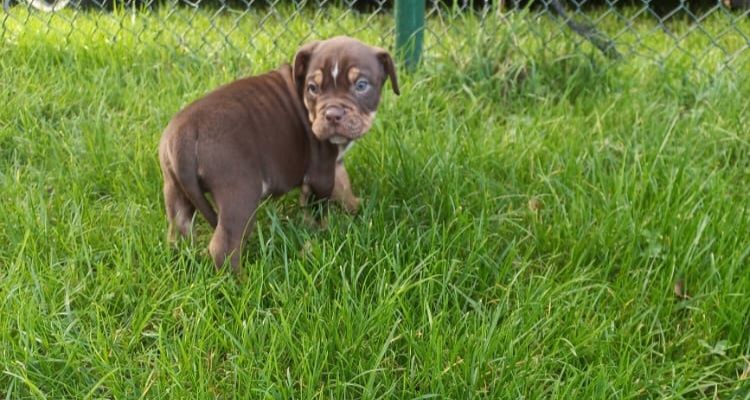 Old Englisch Bulldogen