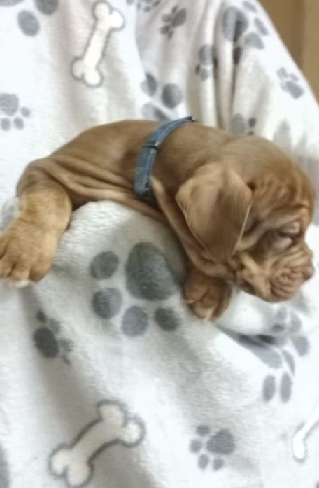 Old Englisch Bulldogen