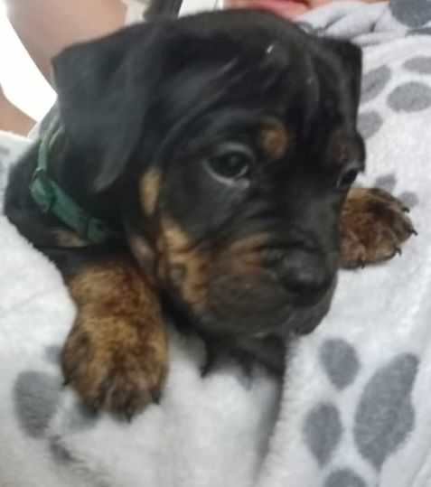 Old Englisch Bulldogen