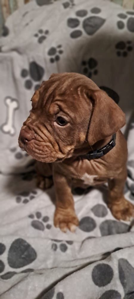 Old Englisch Bulldogen