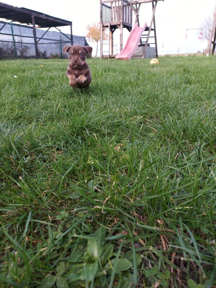 Old Englisch Bulldogen