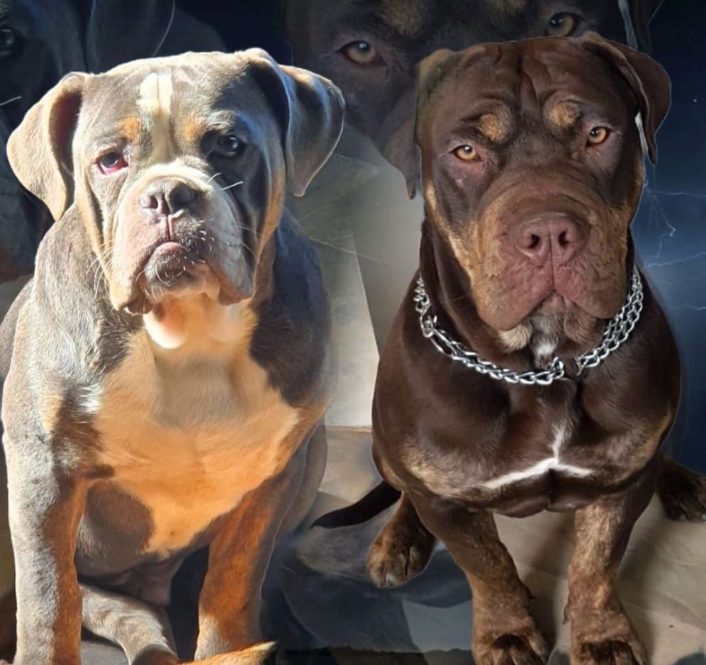 Old Englisch Bulldogen