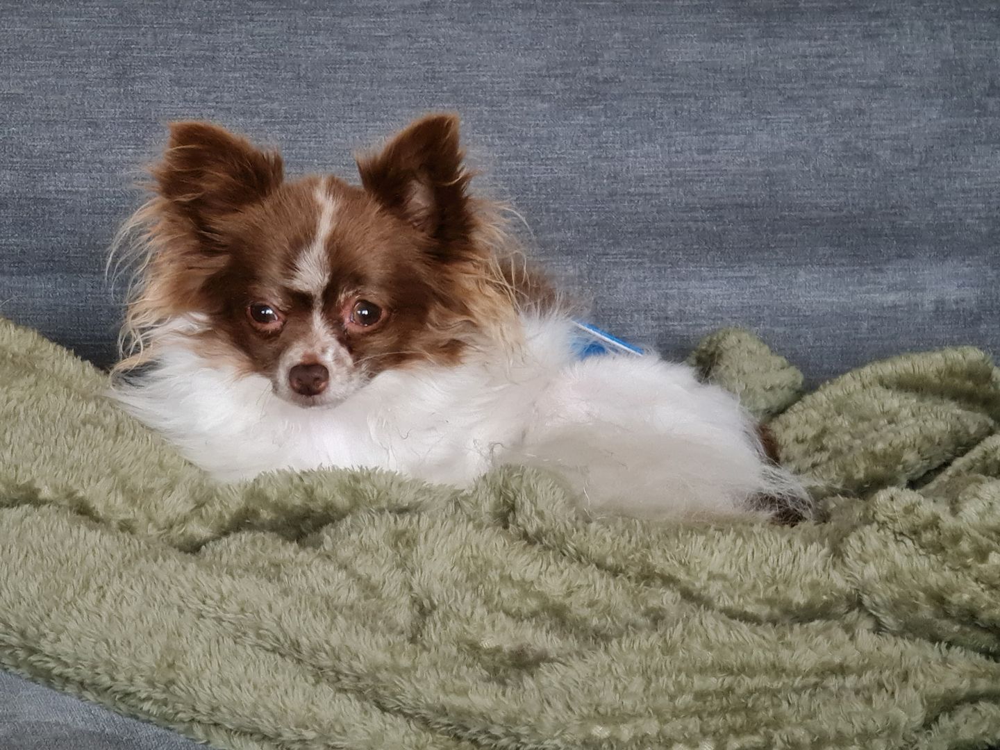 Bubi sucht sein Glück