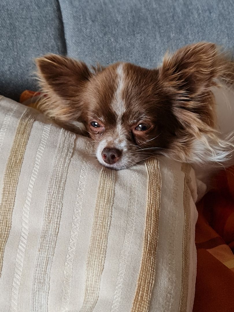 Bubi sucht sein Glück