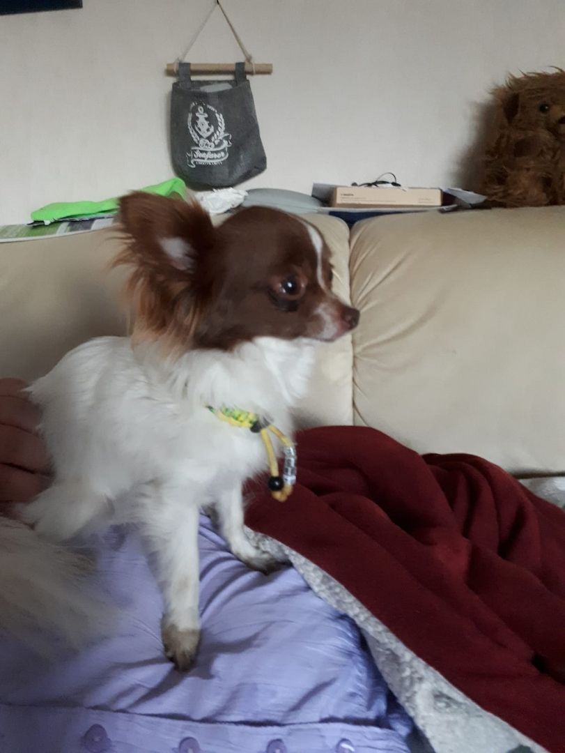 Bubi sucht sein Glück