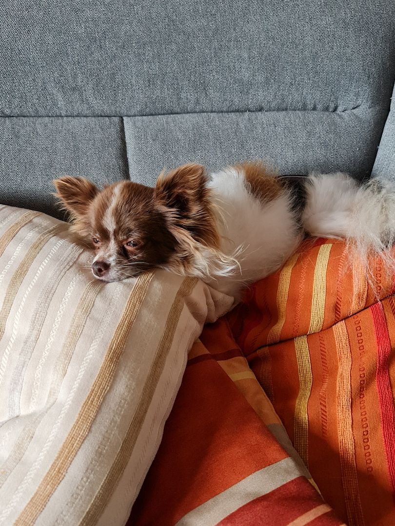 Bubi sucht sein Glück