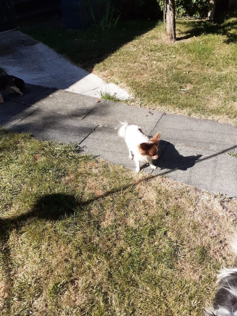 Bubi sucht sein Glück