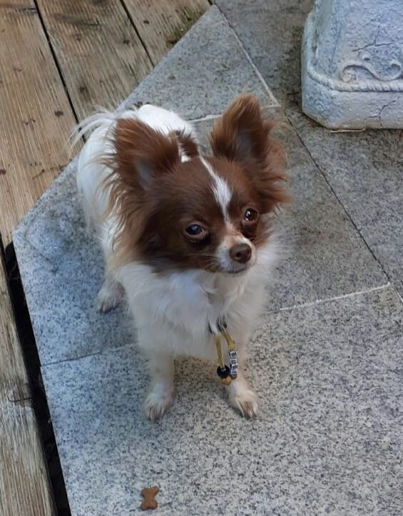 Bubi sucht sein Glück