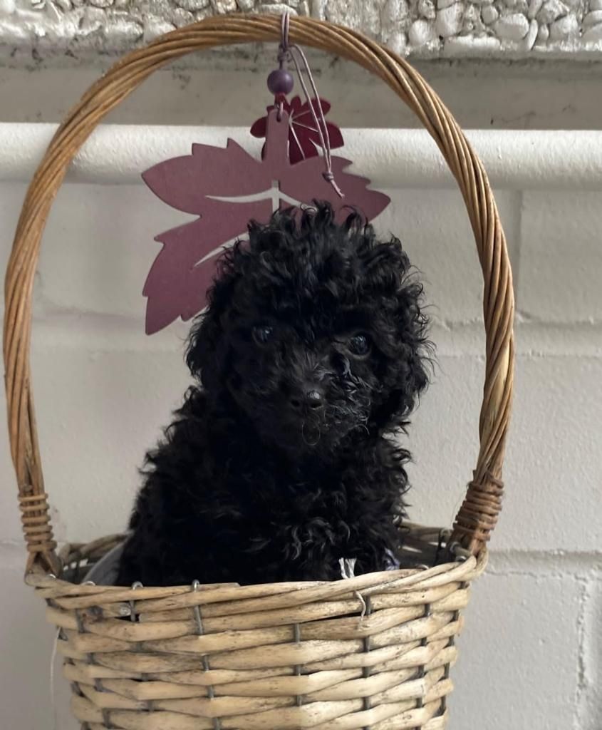 Zwergpudel Welpen Zwergpudel Welpen