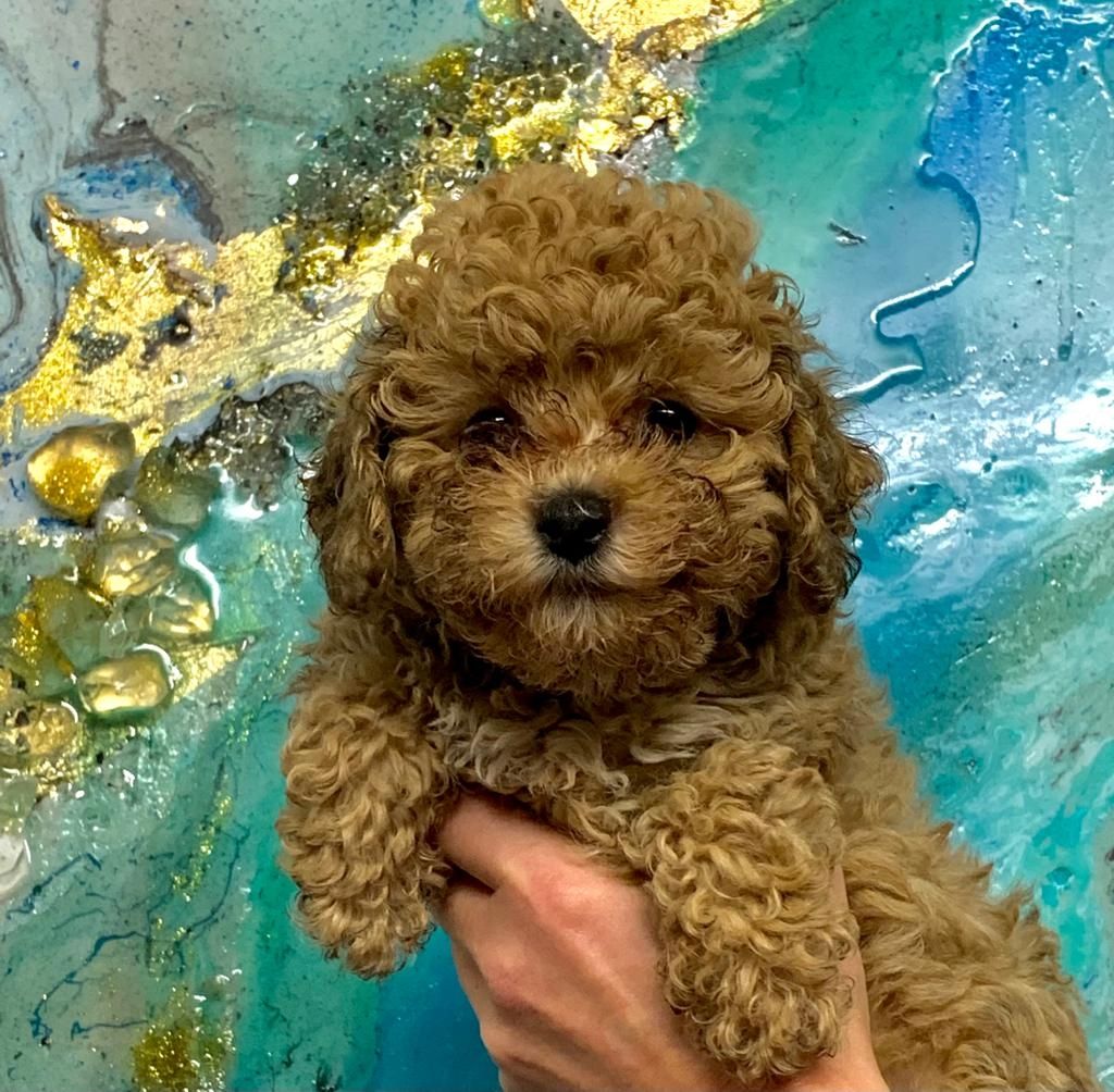 Zwergpudel Welpen Zwergpudel Welpen