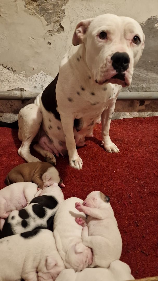 American bulldog ( Reinrassig )