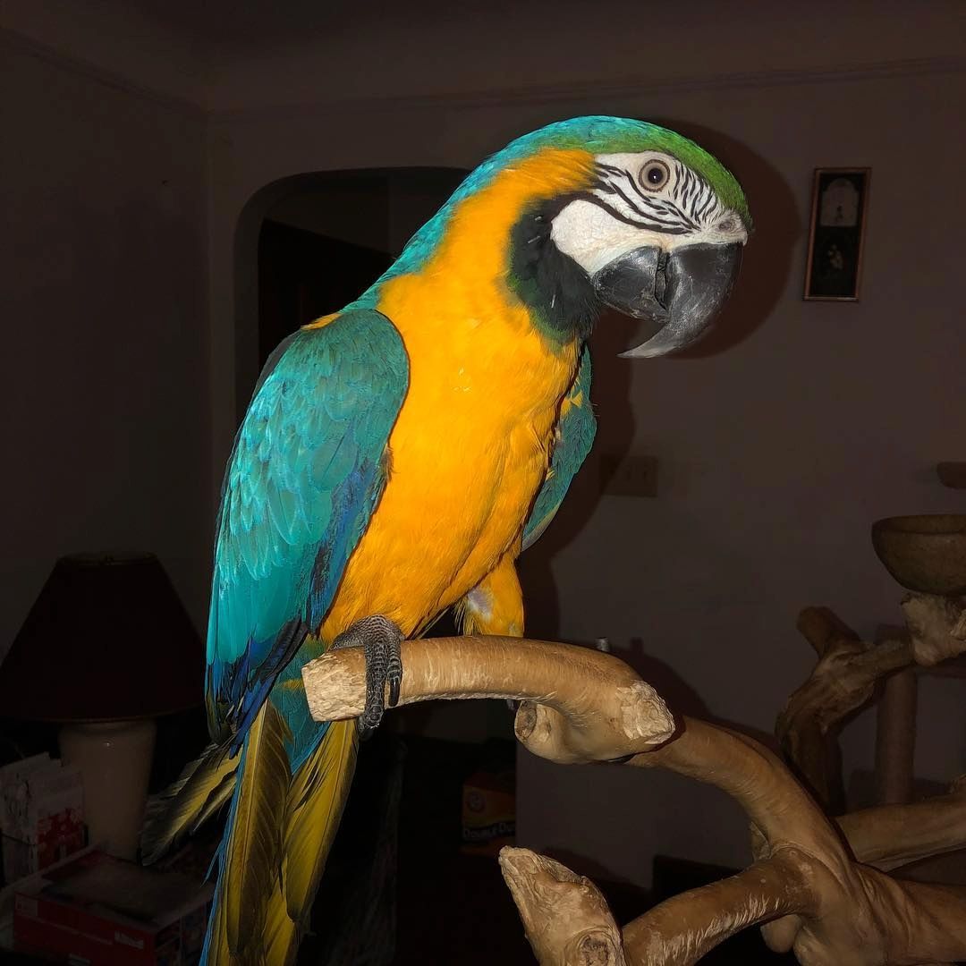 Schöner Goldara-Papagei verfügbar.