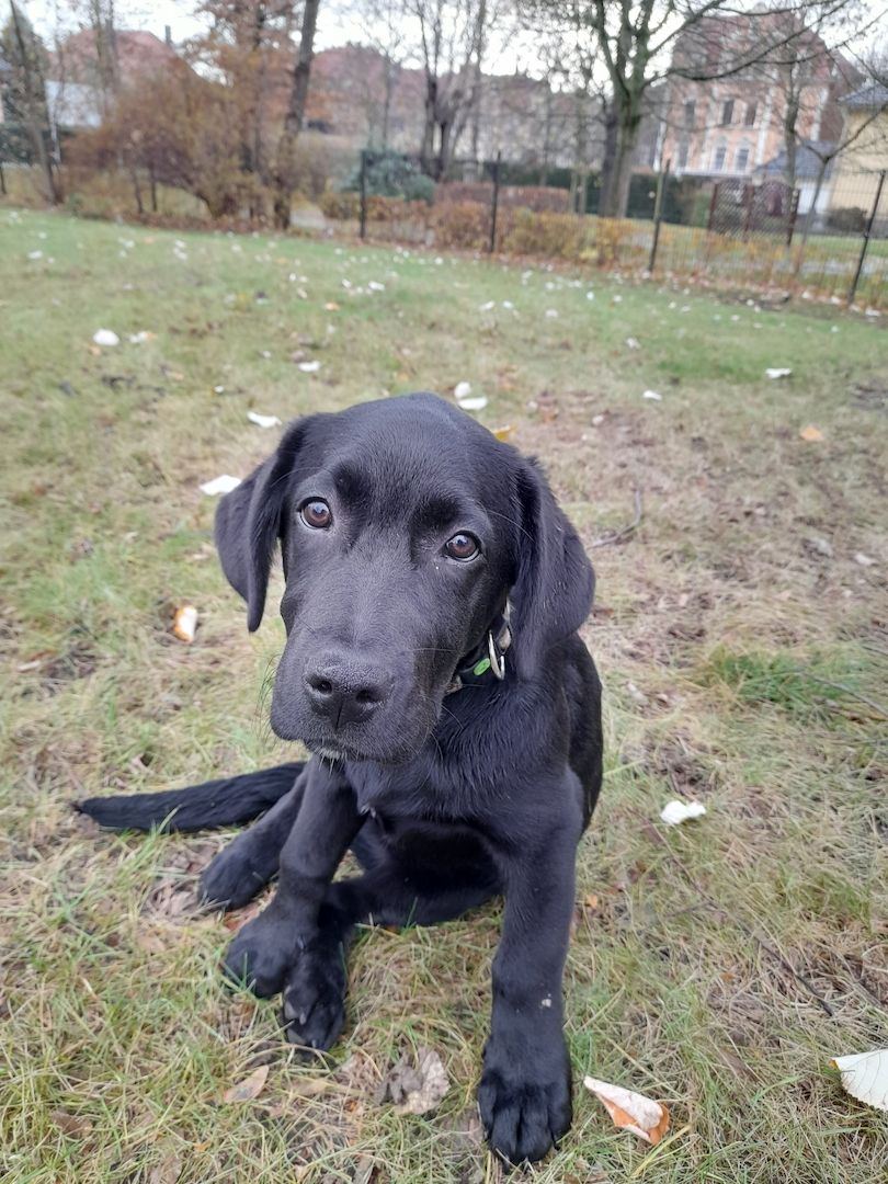 Labrador Schäferhund Mischling