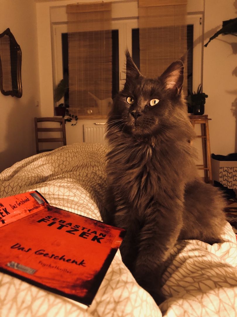 zauberhaftes Maine Coon Pärchen in liebevolle Hände abzugeben