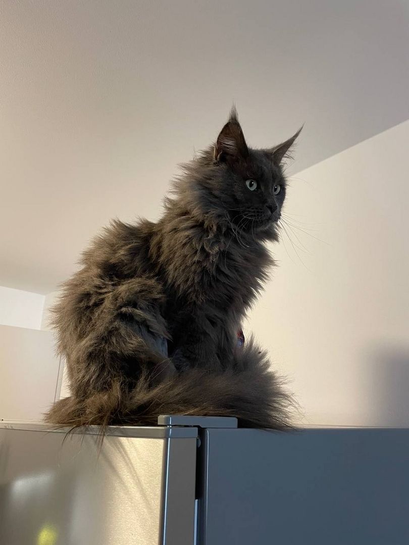 zauberhaftes Maine Coon Pärchen in liebevolle Hände abzugeben