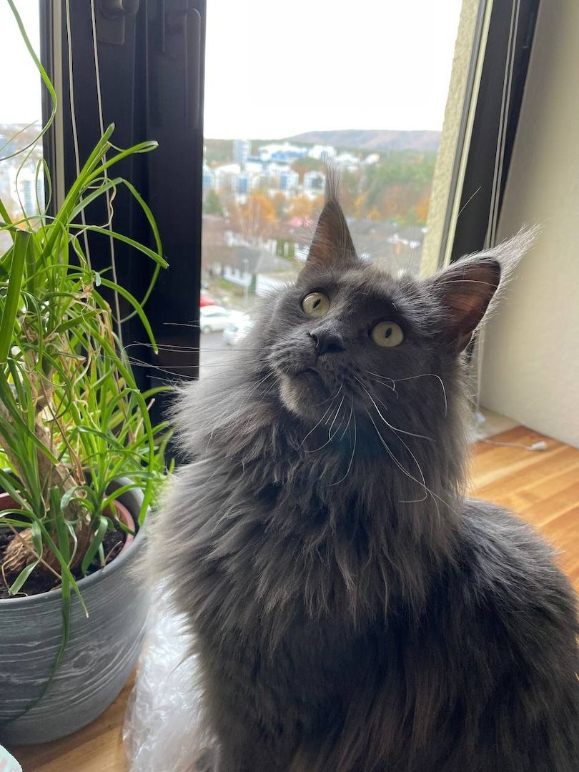 zauberhaftes Maine Coon Pärchen in liebevolle Hände abzugeben