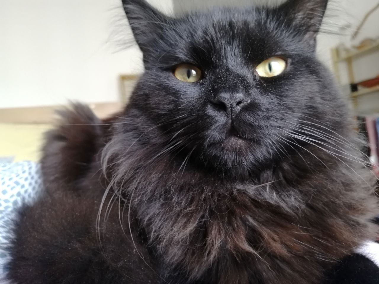 zauberhaftes Maine Coon Pärchen in liebevolle Hände abzugeben