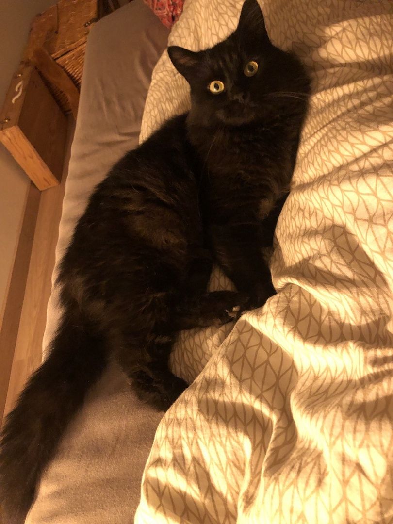 zauberhaftes Maine Coon Pärchen in liebevolle Hände abzugeben