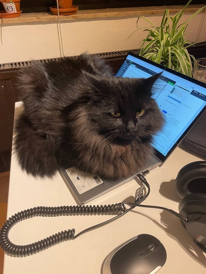 zauberhaftes Maine Coon Pärchen in liebevolle Hände abzugeben