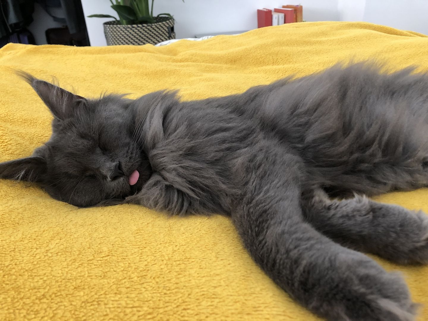 zauberhaftes Maine Coon Pärchen in liebevolle Hände abzugeben