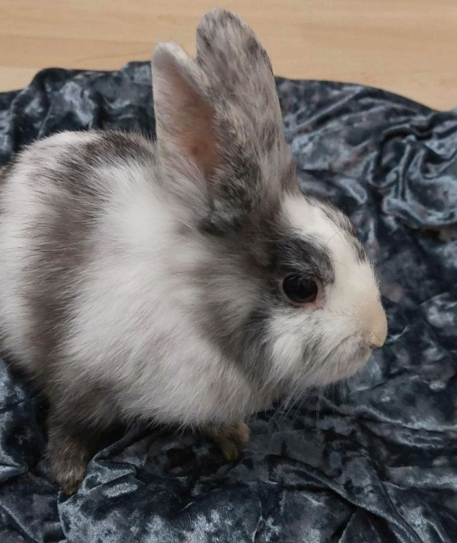 Weibchen sucht ein neues Zuhause!🥰