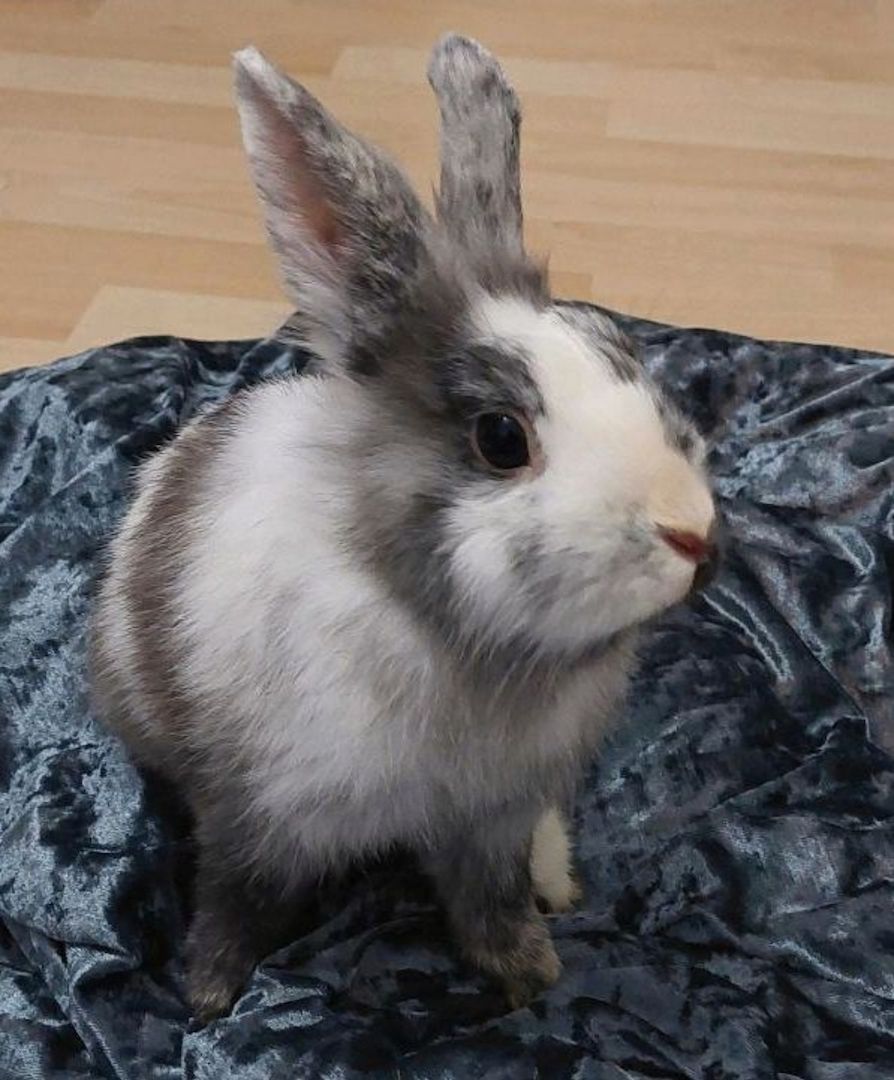 Weibchen sucht ein neues Zuhause!🥰