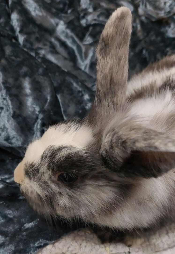 Weibchen sucht ein neues Zuhause!🥰