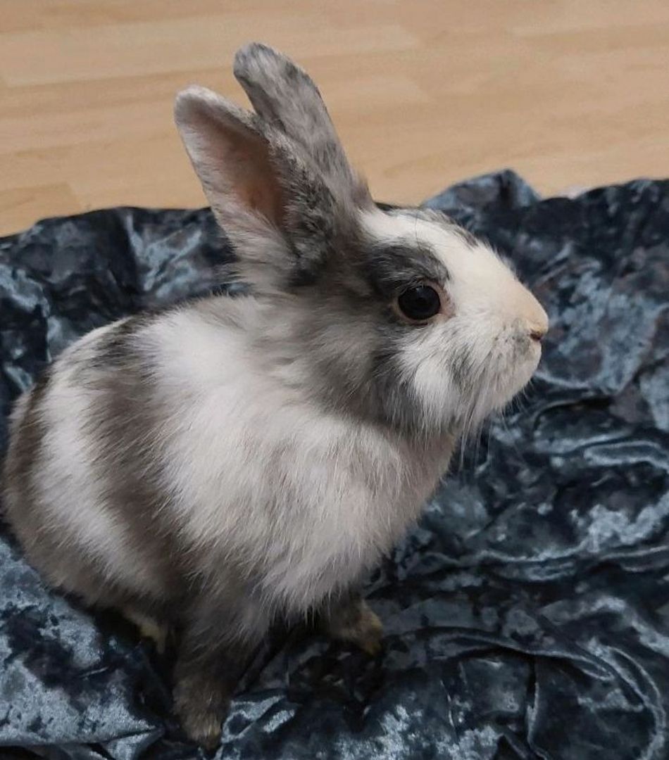 Weibchen sucht ein neues Zuhause!🥰