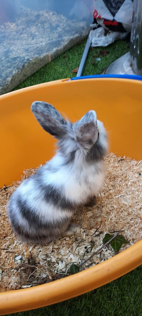 Weibchen sucht ein neues Zuhause!🥰