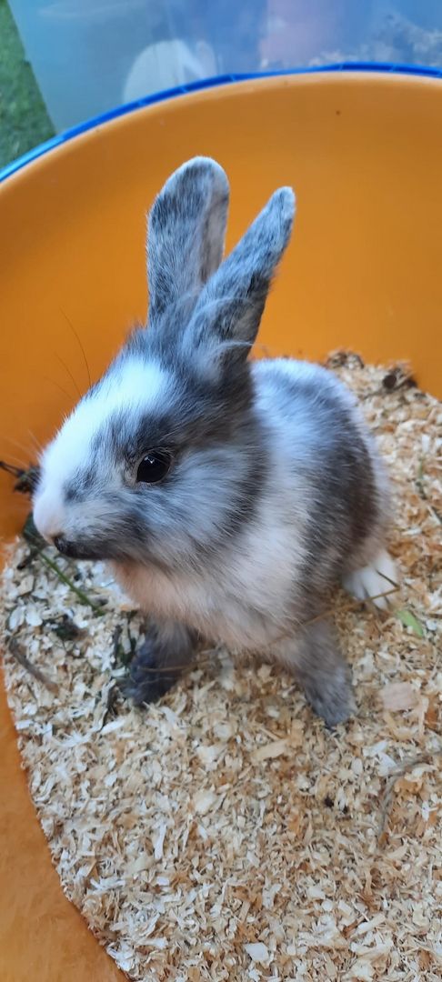 Weibchen sucht ein neues Zuhause!🥰