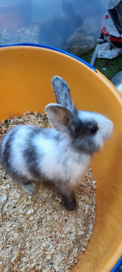 Weibchen sucht ein neues Zuhause!🥰