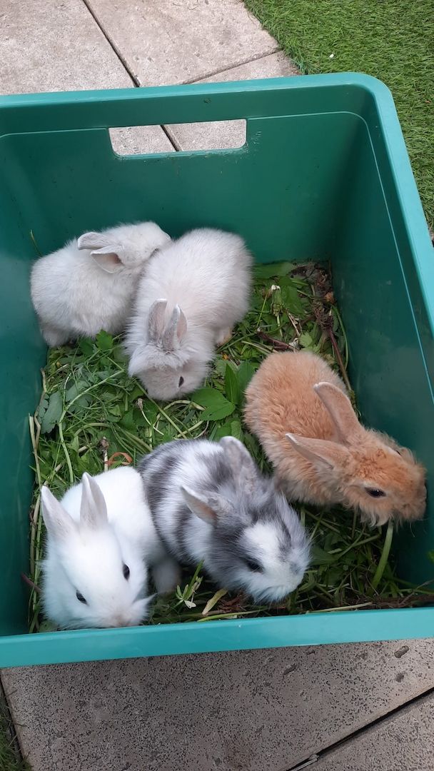 Weibchen sucht ein neues Zuhause!🥰