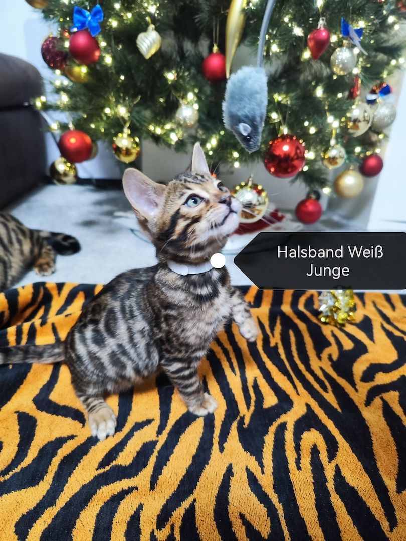 Wunderschöne Bengal Kitten