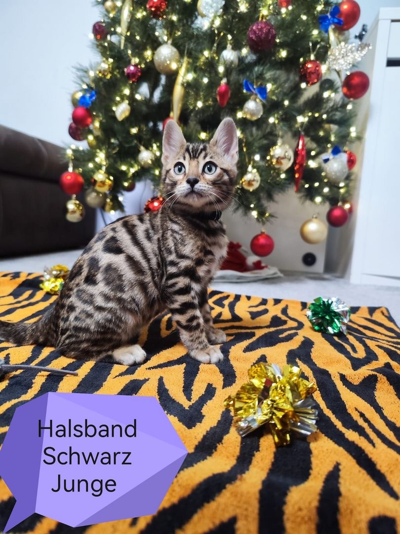 Wunderschöne Bengal Kitten