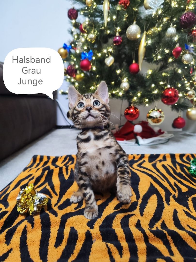 Wunderschöne Bengal Kitten