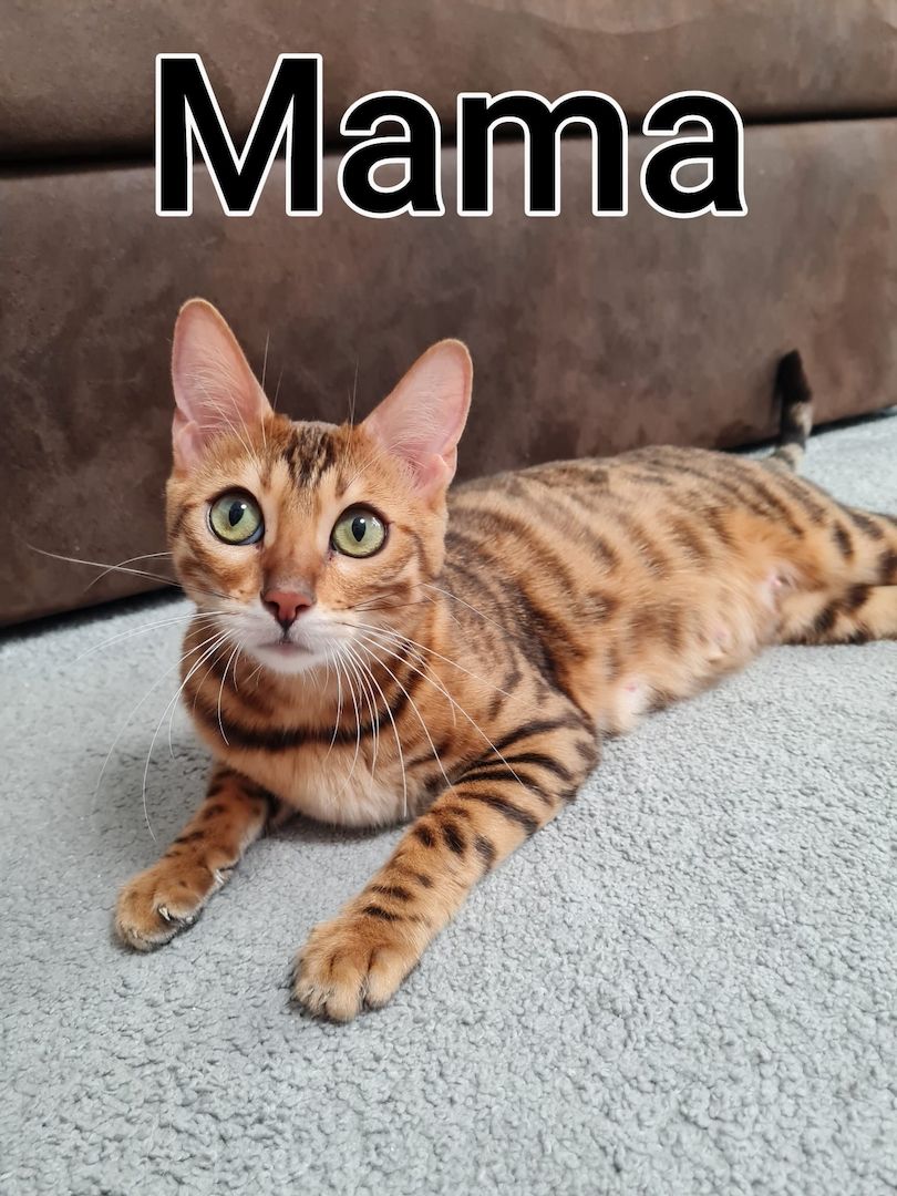 Wunderschöne Bengal Kitten