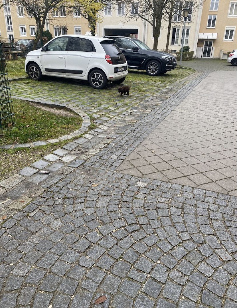 Lagotto romagnolo Mädchen