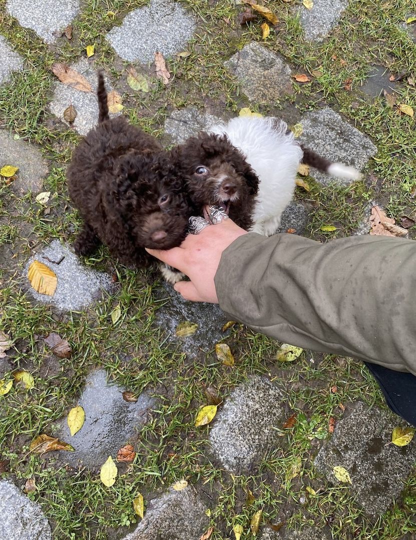 Lagotto romagnolo Mädchen