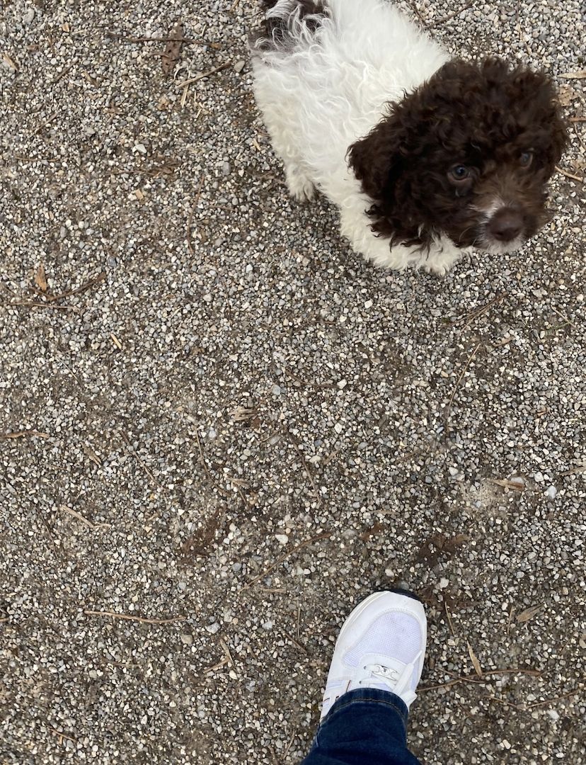 Lagotto romagnolo Mädchen